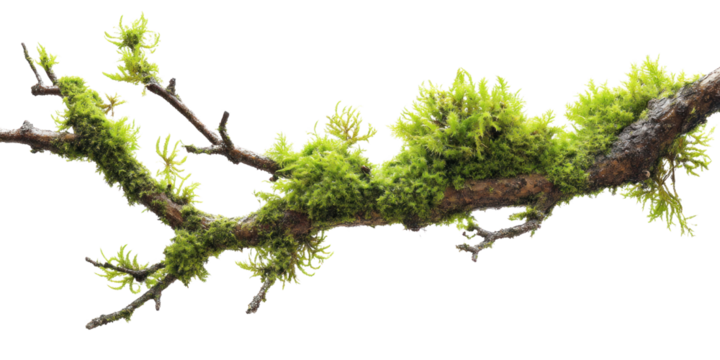 Mossy Branch Detail: An image featuring a branch covered in fresh, vibrant moss against a stark backdrop. A study in texture and nature's detail.