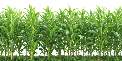 Obraz premium Lush Green Cornfield: A vibrant and expansive field of corn plants in full growth, showcasing a symbol of agricultural abundance and natural beauty.