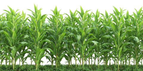 Lush Green Cornfield: A vibrant and expansive field of corn plants in full growth, showcasing a symbol of agricultural abundance and natural beauty.
