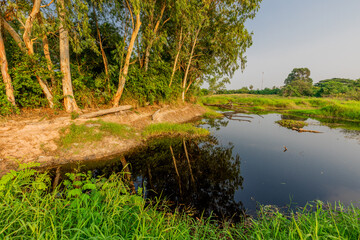 natural background of many species of plants that are laid out in the park, for the propagation of...