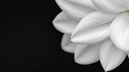 White flower petals with black background.