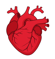 heart, muscular organ, human, blood, vessels, illustration