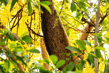 Honeycomb large hanging on a branch in sunny apiary filled with busy bees on nature clear day surrounded by Soft golden yellow shower flower tree is bloom.