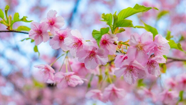 日本、東京、桜、花、庭園、春、歷史名勝、綠色、風景、青空、初夏、写真素材