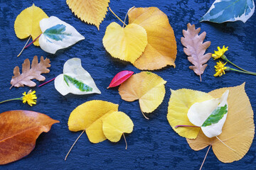 Autumn background. Different colorful leaves on black wet table