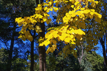 Bright yellow leaves of linden tree against coniferous trees in park on sunny autumn day