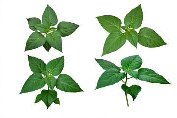 Chili leaves isolated on white background