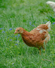 chicken in the grass