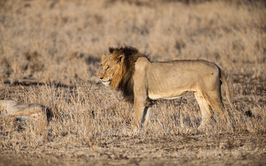 Lion - On Safari in Kruger National Park - South Africa