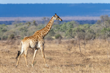 Giraffe - On Safari in Kruger National Park - South Africa