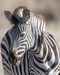 Naklejka premium Zebra - On Safari in Kruger National Park - South Africa