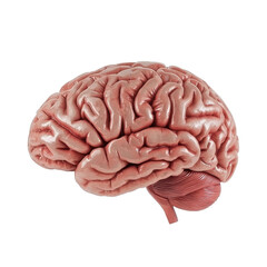 detailed anatomical model of human brain showcasing its intricate folds and structures, ideal for educational purposes and medical illustrations