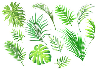 Palm leaves vector collection. Botanical leaf set. Jungle botany template. Realistic style.
