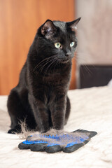 Shedding in animals, black cat sits near a glove for combing out shedding hair