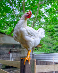 portrait of a free range juvenile white rooster