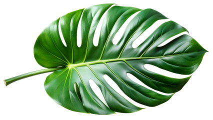 Tropical Monstera Leaf  on transparent background