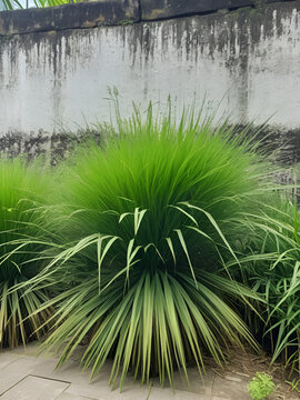 Ajeran plants (Bidens pilosa L.) and nutsedge (Cyperus rotundus L.) are wild plants in Indonesia that growing in the environment around the wall, in fact, this plant can be beneficial for health