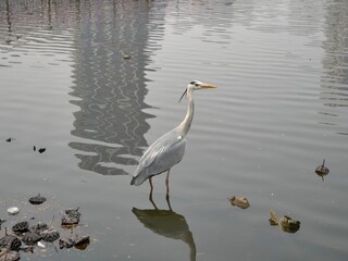 目の前にいるサギ