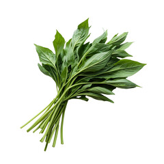 Fresh green herbs with vibrant leaves, perfect for culinary use and garnishing dishes. Their aromatic flavor enhances various recipes, adding touch of freshness