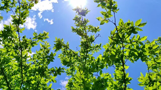 Magisches Sonnenlicht im gr&uuml;nen Bl&auml;tterdach, gr&uuml;ne Bl&auml;tter wiegen im leichten Wind hin und her, nat&uuml;rliche Leichtigkeit und Waldidylle f&uuml;r stimmungsvolle Naturmotive, Umwelt, Wald, Idylle, Jahreszeit
