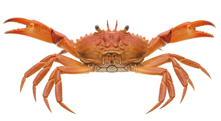 Isolated Cooked Crab