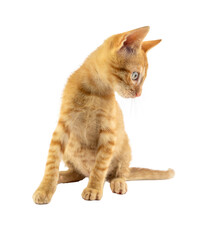 A charming orange kitten looking around curiously, on transparent background