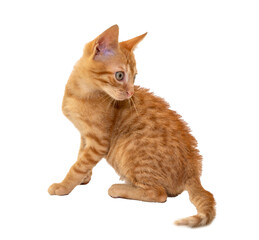 A charming orange kitten looking around curiously, on transparent background