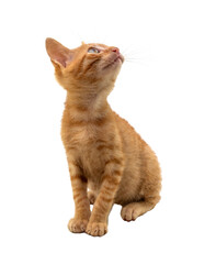 A charming orange kitten looking around curiously, on transparent background