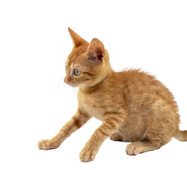 A charming orange kitten looking around curiously, on transparent background