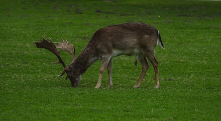 A fallow deer buck with large, palmate antlers is shown from the side, grazing on a lush green grassy field