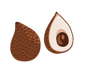 Snake fruit, snakeskin fruit. Salak tropical exotic fruit. Whole, halved peeled piece. Vector hand-drawn illustration, isolated on white background.