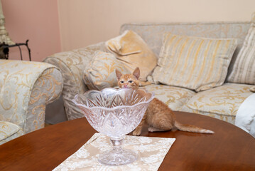 An orange kitten is playing on a small table, hiding behind a crystal vase, in a living room