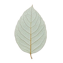 Detailed leaf vein structure visible on transparent background