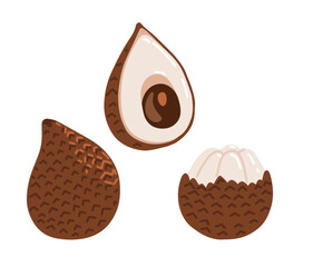 Snake fruit, snakeskin fruit. Salak tropical exotic fruit. Whole, halved peeled piece. Vector hand-drawn illustration, isolated on white background.