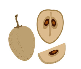 Sapodilla tropical exotic fruit. Sapote, chicozapote, chicoo, chicle, naseberry, nispero, soapapple. Whole, halved piece. Vector hand-drawn illustration, isolated on white background.