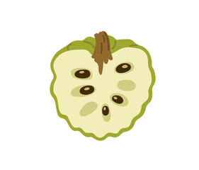 Sweetsop halved tropical exotic fruit. Annona squamosa. Sugar apple, custard apple. Vector hand-drawn illustration, isolated on white background.