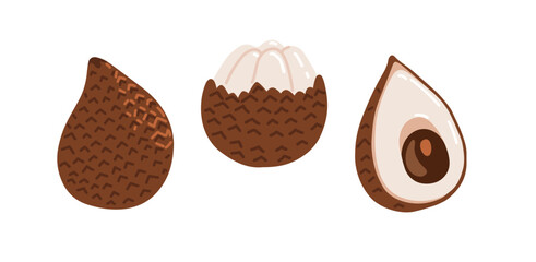 Snake fruit, snakeskin fruit. Salak tropical exotic fruit. Whole, halved peeled piece. Vector hand-drawn illustration, isolated on white background.