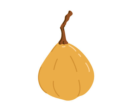 Santol cotton tropical exotic fruit. Sandoricum koetjape, setun, sentul. Vector hand-drawn illustration, isolated on white background.