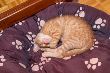 An orange kitten is sleeping curled up on a doggy bed