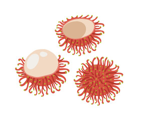 Rambutan tropical exotic fruit. Whole, halved, peeled piece. Vector hand-drawn illustration, isolated on white background.