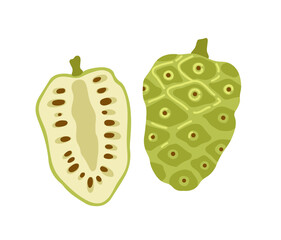 Noni tropical exotic fruit. Morinda citrifolia, great morinda, Indian mulberry, beach mulberry, awl tree, rotten cheese fruit. Vector hand-drawn illustration, isolated on white background.