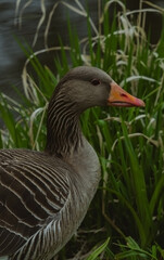 A close-up portrait of a grey goose focuses on its head and upper body. The goose has grey and white patterned feathers, a reddish-orange beak, and a visible eye
