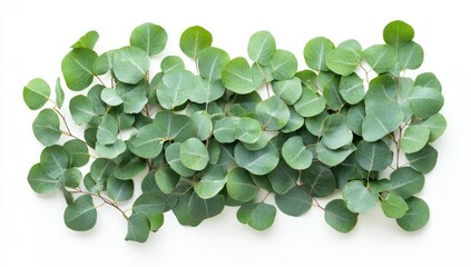 Fresh eucalyptus leaves arranged on white background