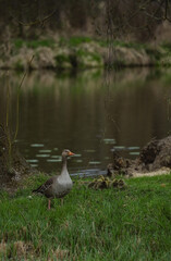 A grey goose stands in tall green grass near the edge of a body of water, looking towards a group of fluffy yellow and green goslings huddled together