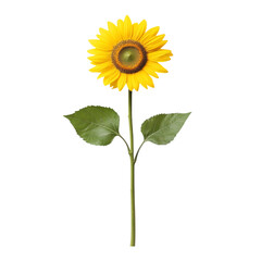 Fototapeta premium Bright sunflower with vibrant yellow petals and green leaves on clean background, symbolizing joy and warmth