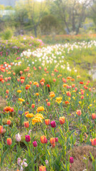 Field of Tulips Flowers