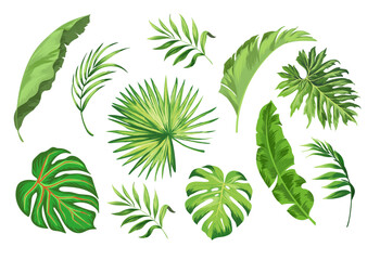 Palm leaves vector collection. Botanical leaf set. Jungle botany template. Realistic style.