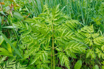 Close-Up of Poison Hemlock Plant in Wild Vegetation