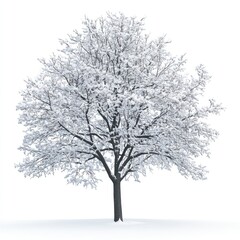 Obraz premium Snowy tree against white background (4)