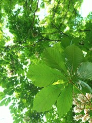 early morning walk in chestnut park
